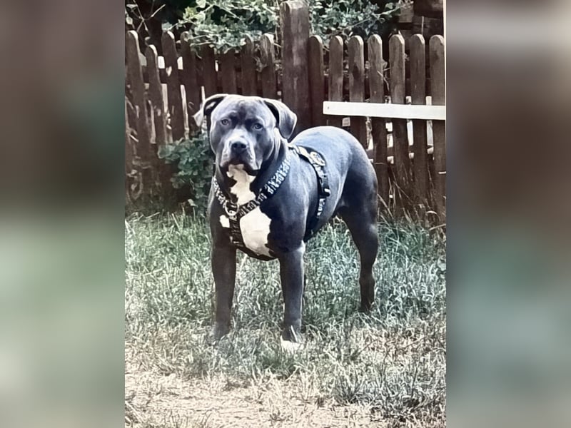 American bully xxl