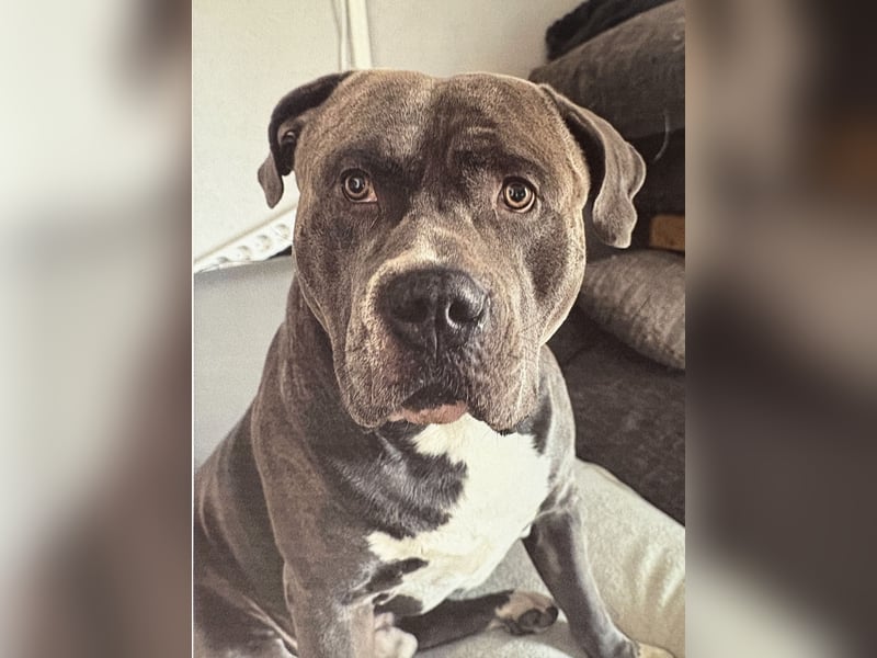 American bully xxl