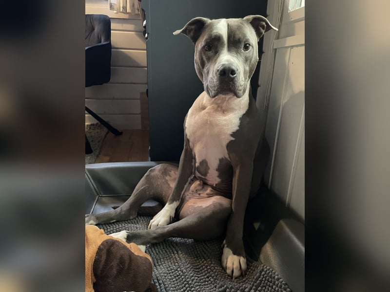 American Bully
