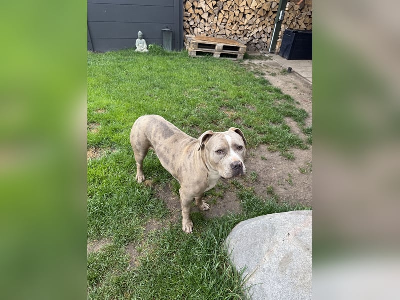 American Bully XL Tricolor merle
