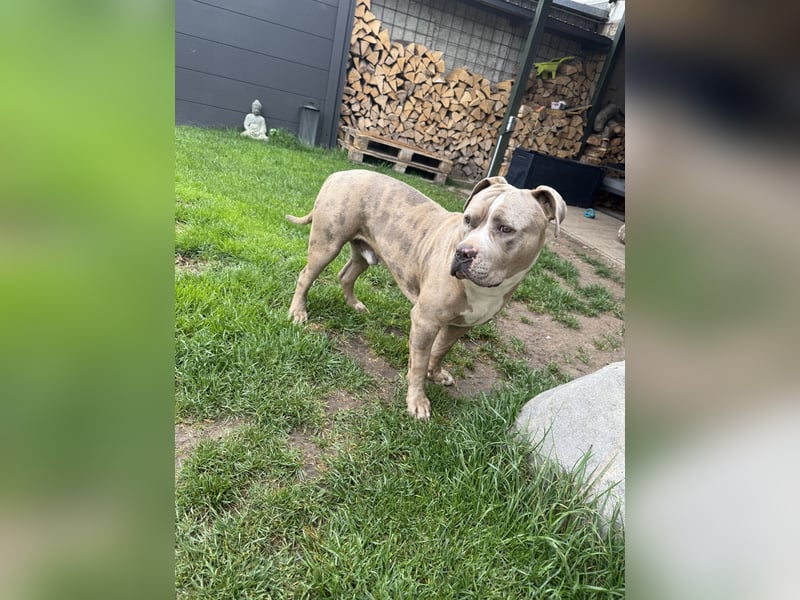American Bully XL Tricolor merle