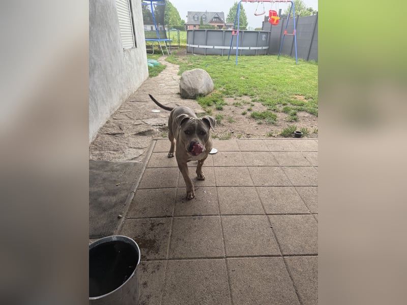 American Bully XL Tricolor merle