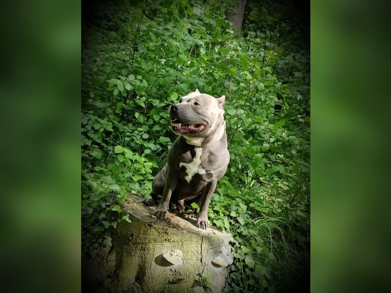 American Bully Deckrüde