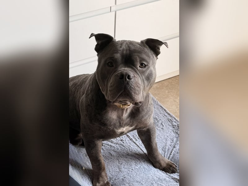 Deckrüde American Bully