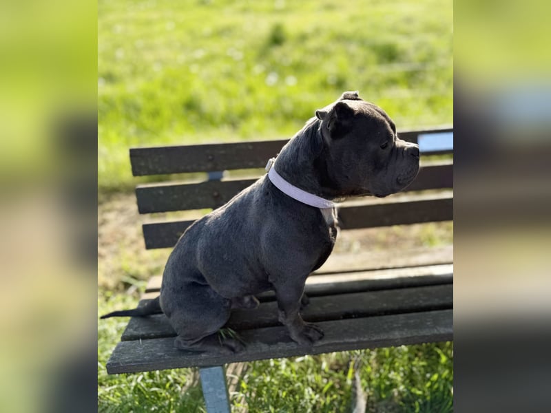 Deckrüde American Bully