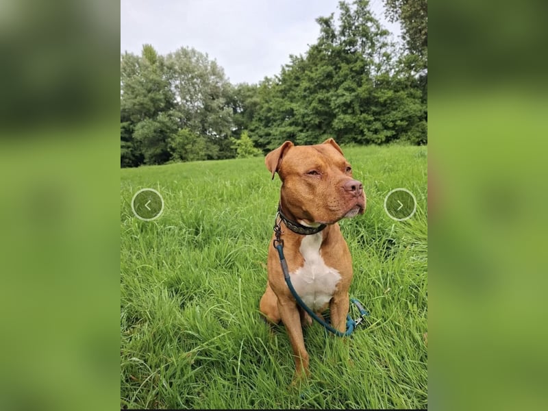 Deckrüde  ! Red Nose XL Bully