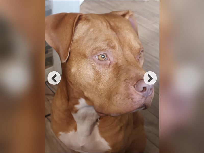 Deckrüde  ! Red Nose XL Bully