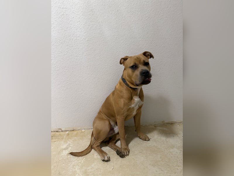 American Bully XL