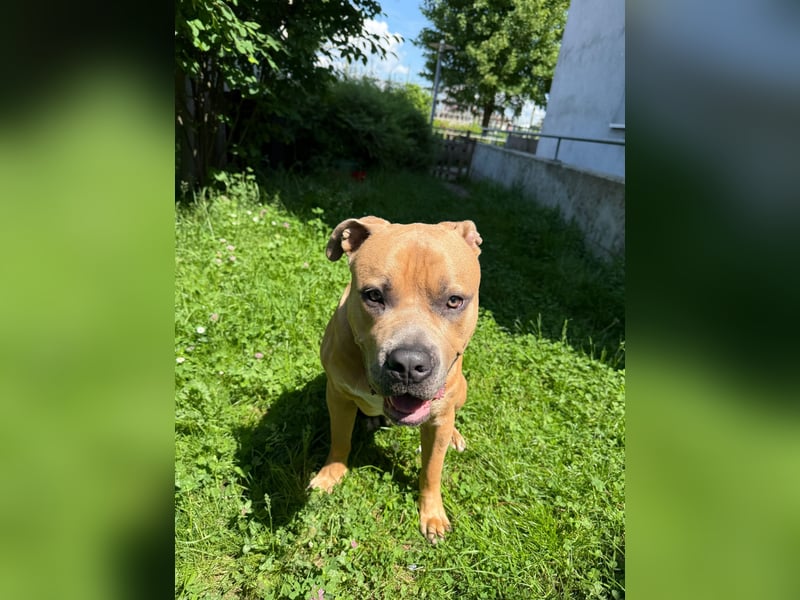 American Bully XL