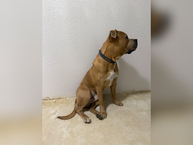 American Bully XL