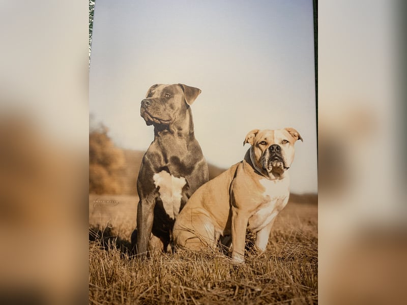 American Bully Welpen