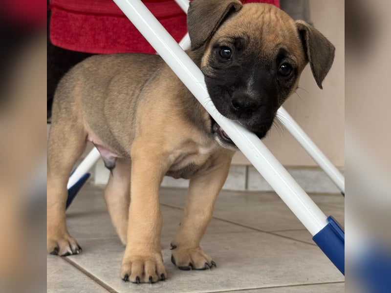American Bully Welpen