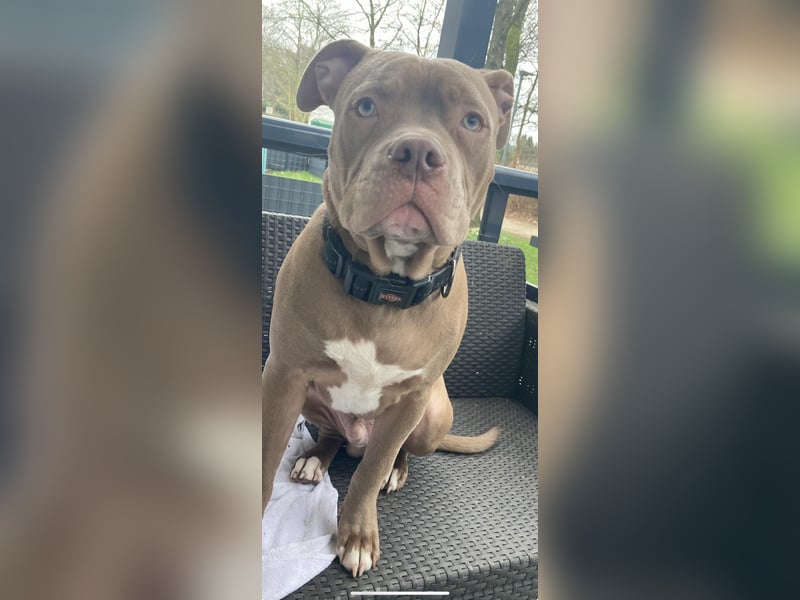 American Bully