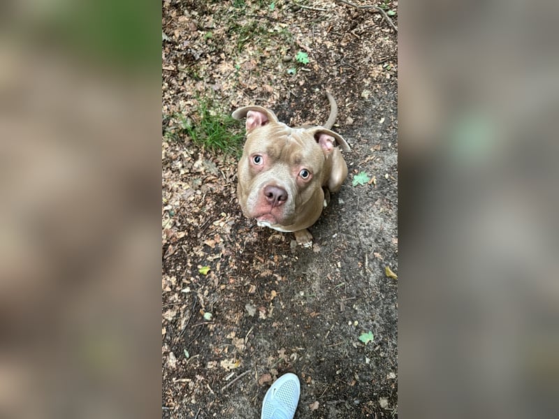 American Bully