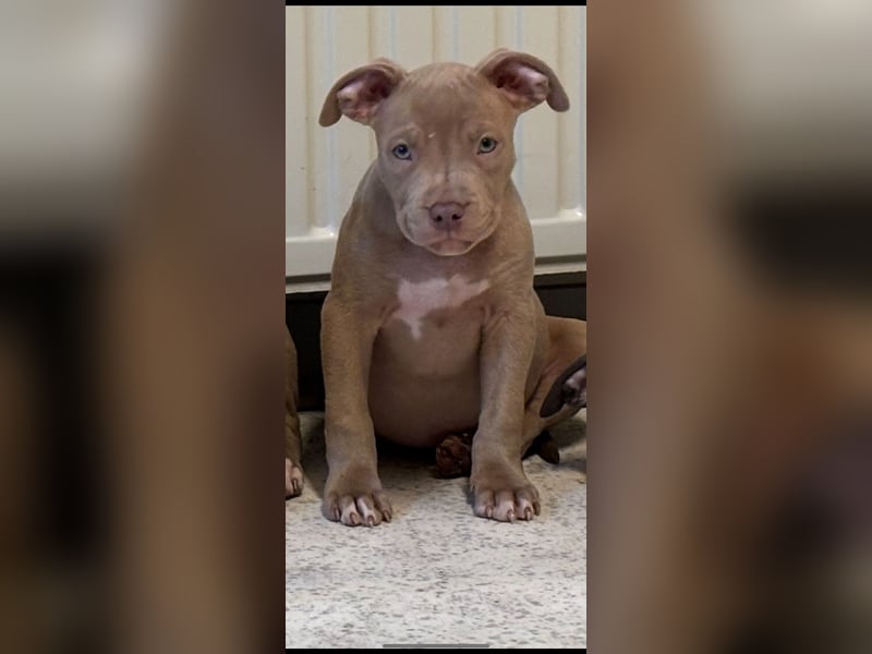 XL Bully/ amerikanische Bulldogge