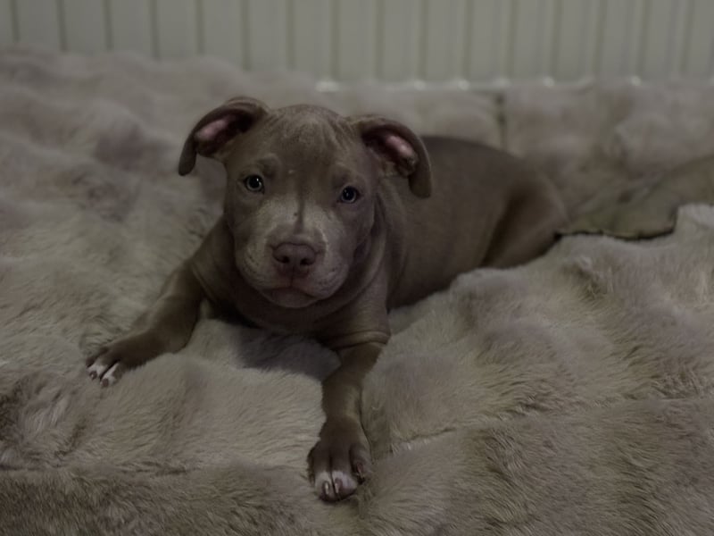 XL Bully/ amerikanische Bulldogge