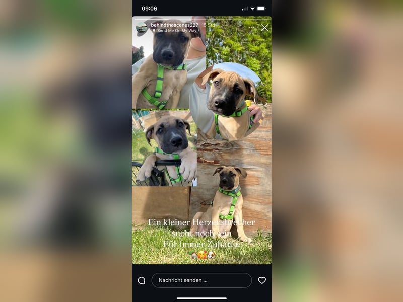 Süßer Bullymix Rüde