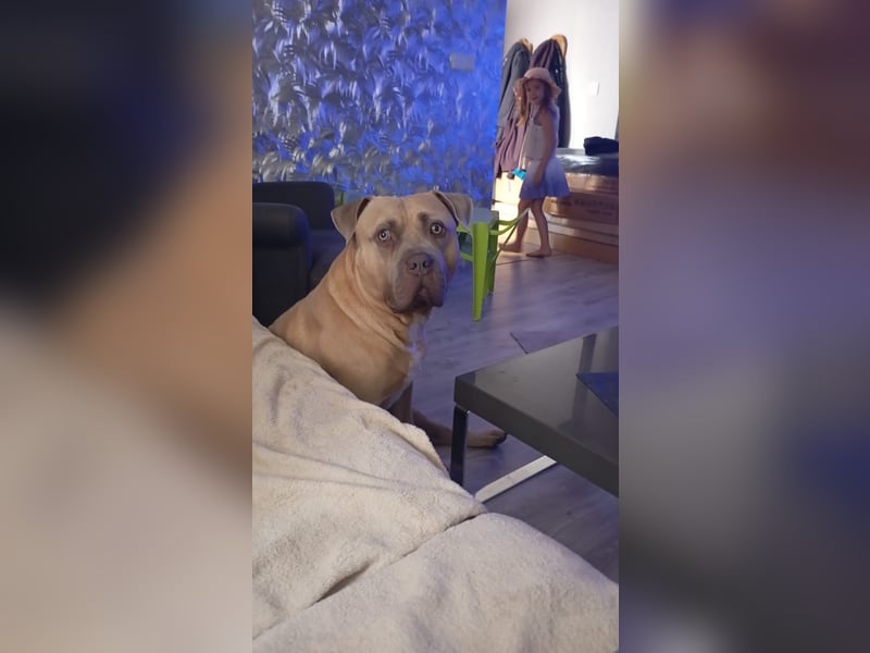 American bully xl