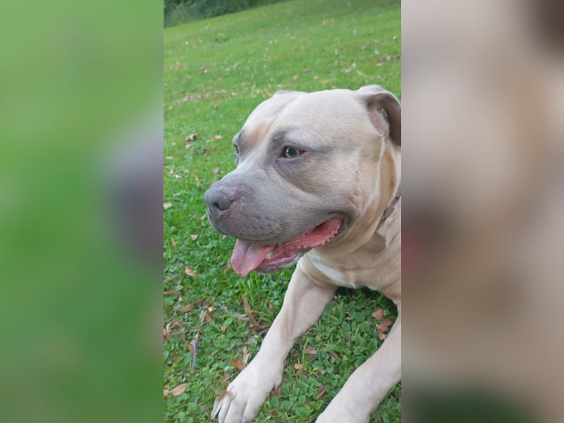 American bully xl