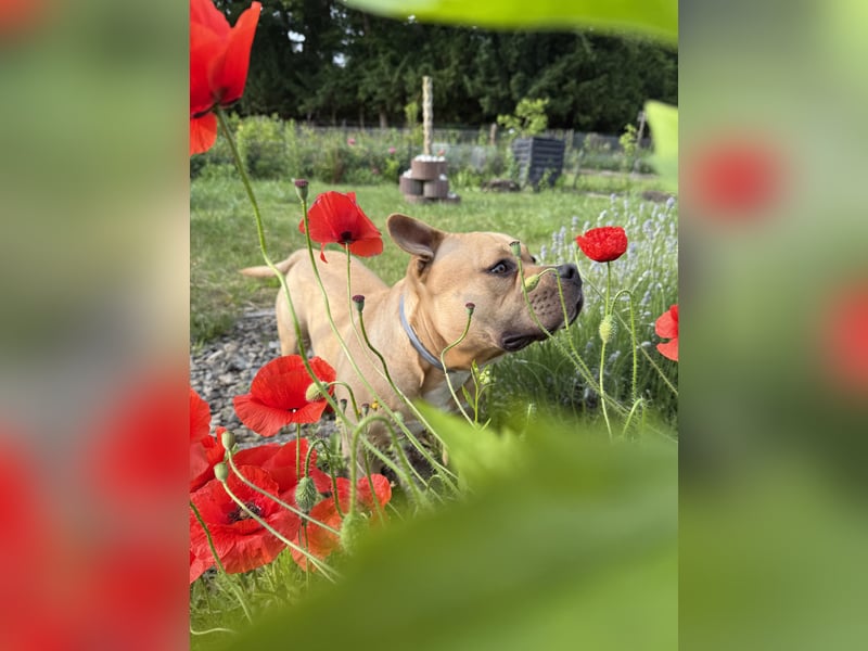 Vielversprechender American Pocket Bully Deckrüde ist bald zur Verfügung