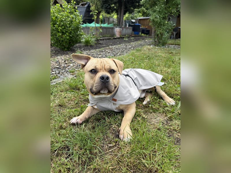 Vielversprechender American Pocket Bully Deckrüde ist bald zur Verfügung
