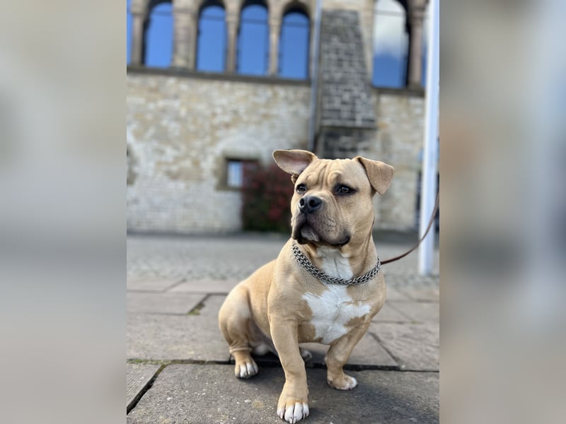 Vielversprechender American Pocket Bully Deckrüde ist bald zur Verfügung