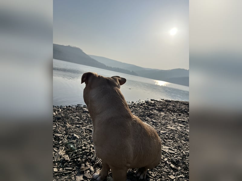 Vielversprechender American Pocket Bully Deckrüde ist bald zur Verfügung