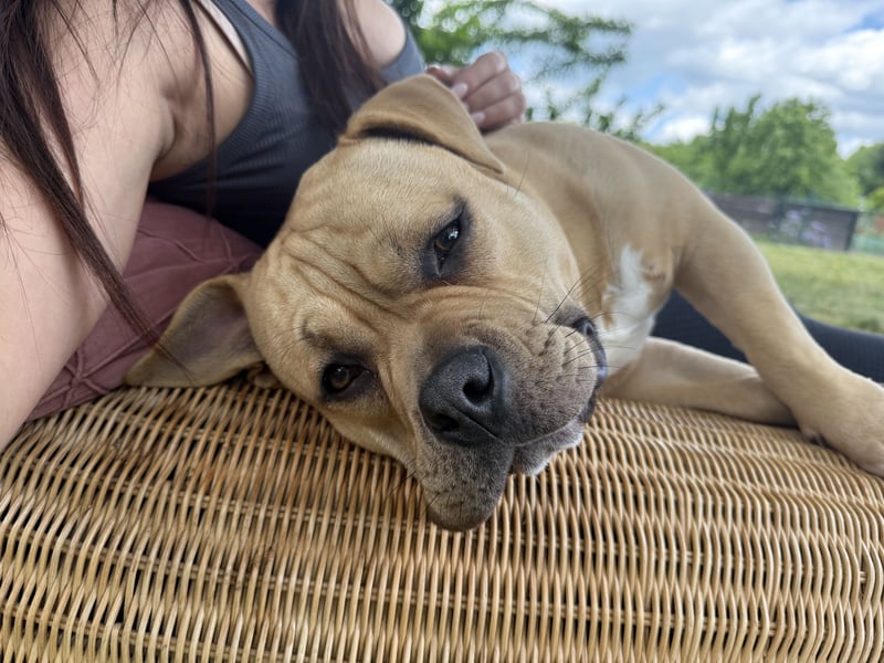 Vielversprechender American Pocket Bully Deckrüde ist bald zur Verfügung