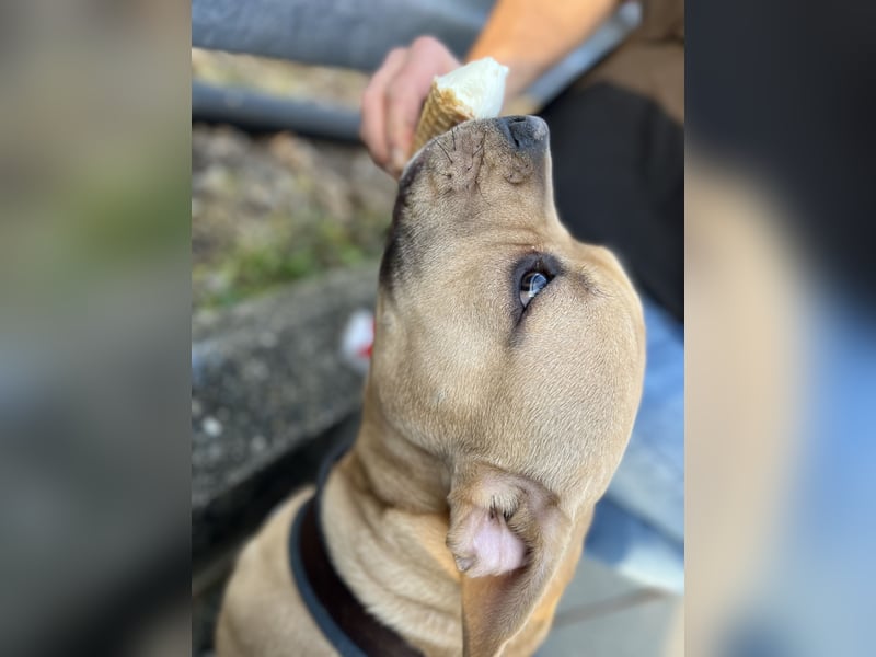 Vielversprechender American Pocket Bully Deckrüde ist bald zur Verfügung