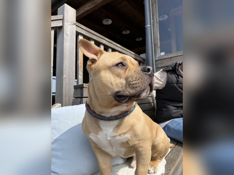 Vielversprechender American Pocket Bully Deckrüde ist bald zur Verfügung