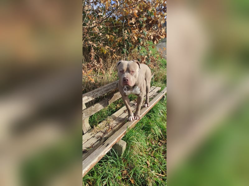 American Bully XXL