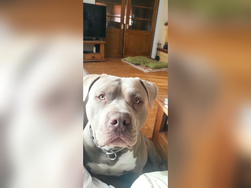 American Bully XXL