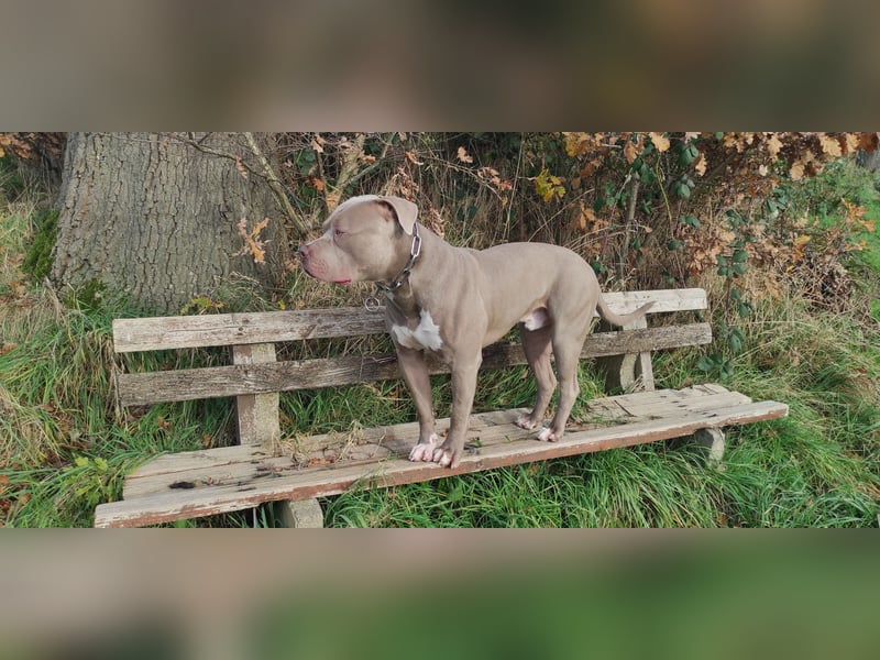 American Bully XXL