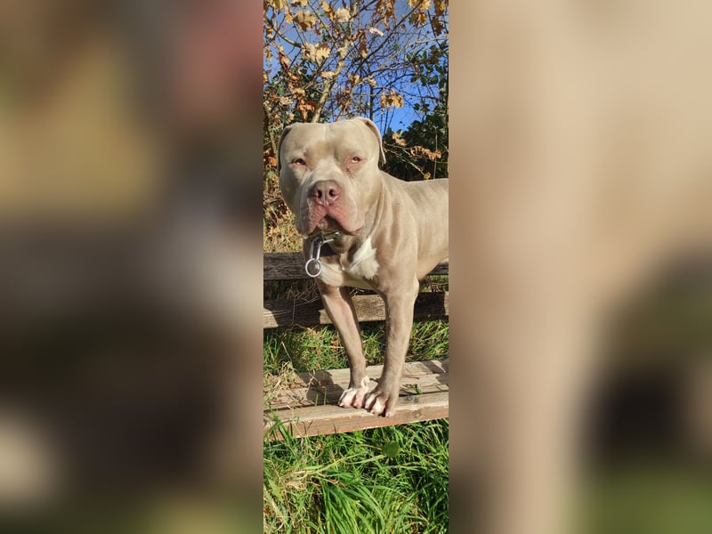 American Bully XXL