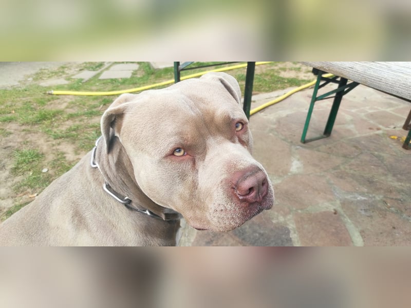 American Bully XXL