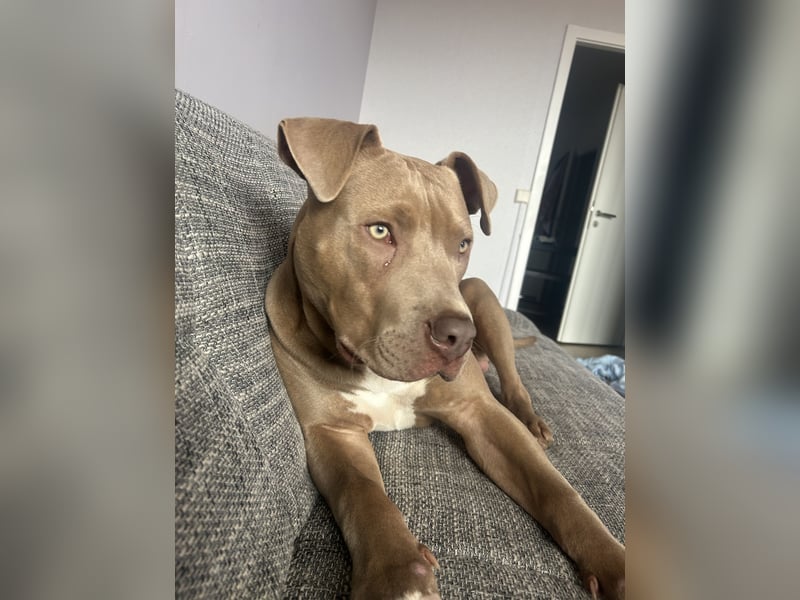 American Bully XL