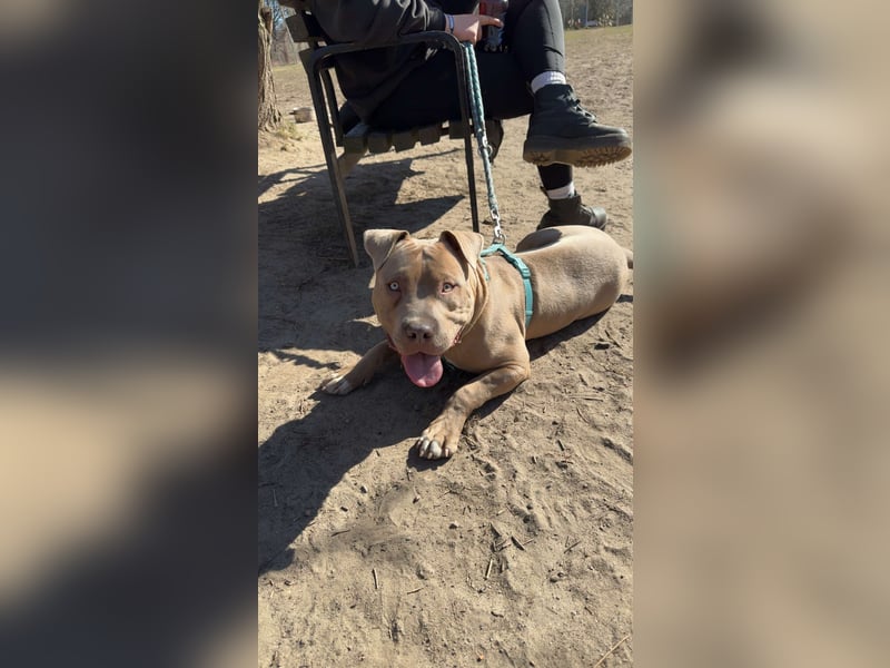 American Bully XL