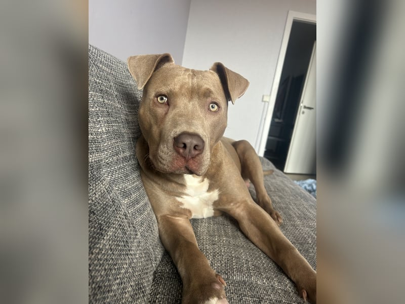 American Bully XL