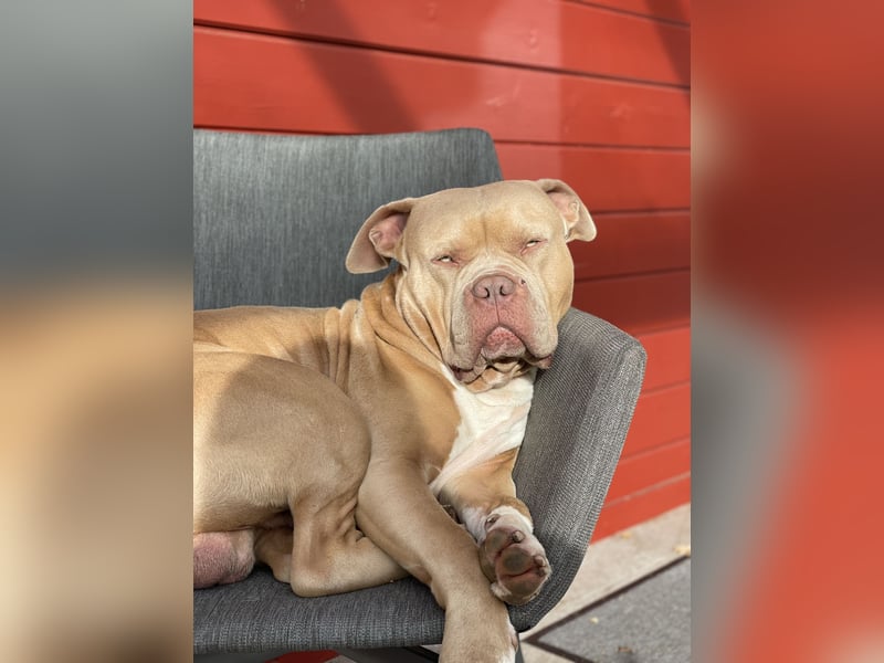 American Bully DECKRÜDE