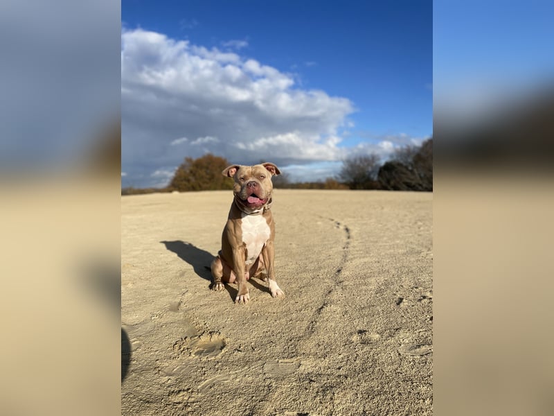 American Bully DECKRÜDE