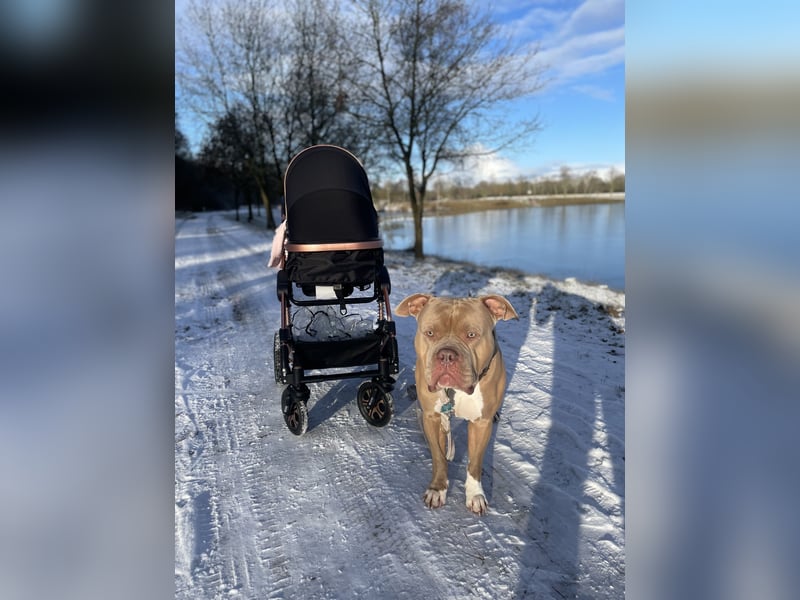 American Bully DECKRÜDE