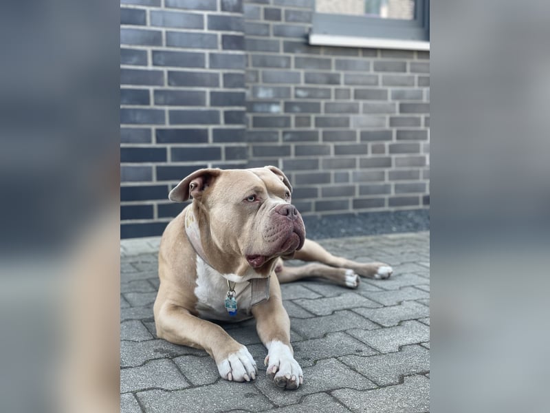 American Bully DECKRÜDE