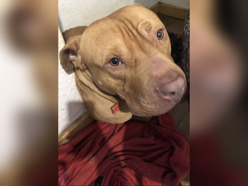 OEB / XL American Bully