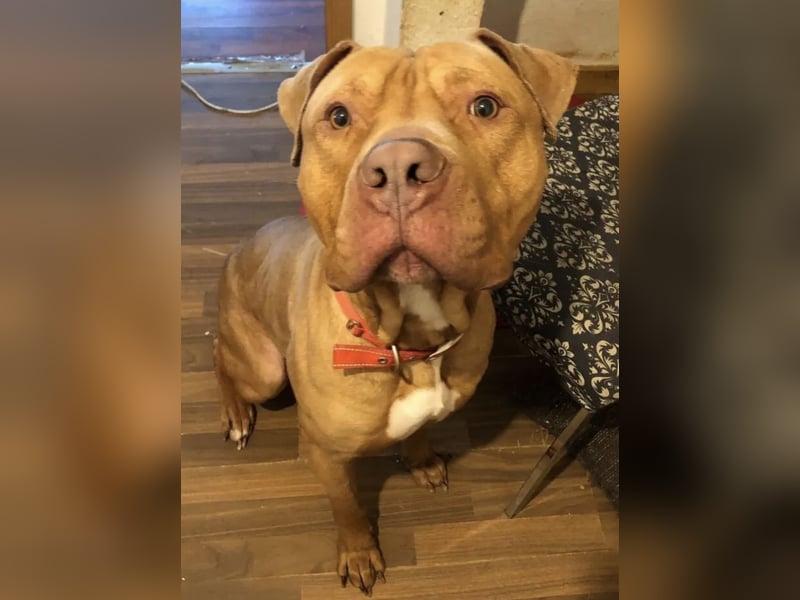 OEB / XL American Bully