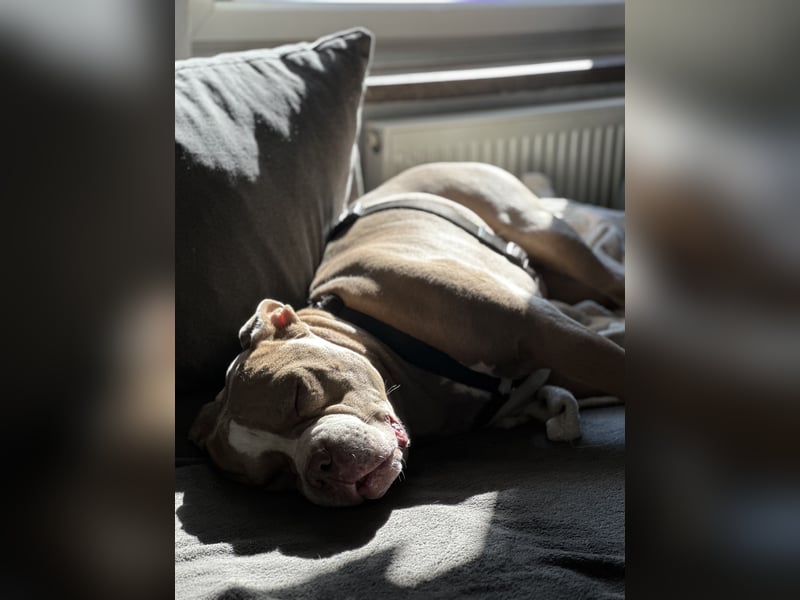 American Bully XL Rüde