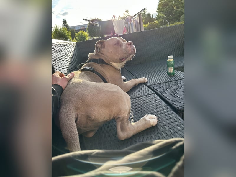 American Bully XL Rüde