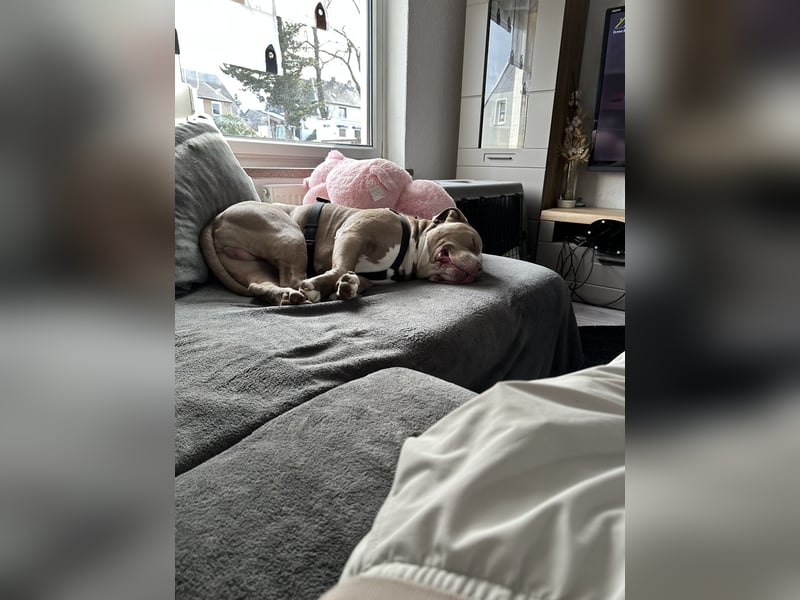 American Bully XL Rüde