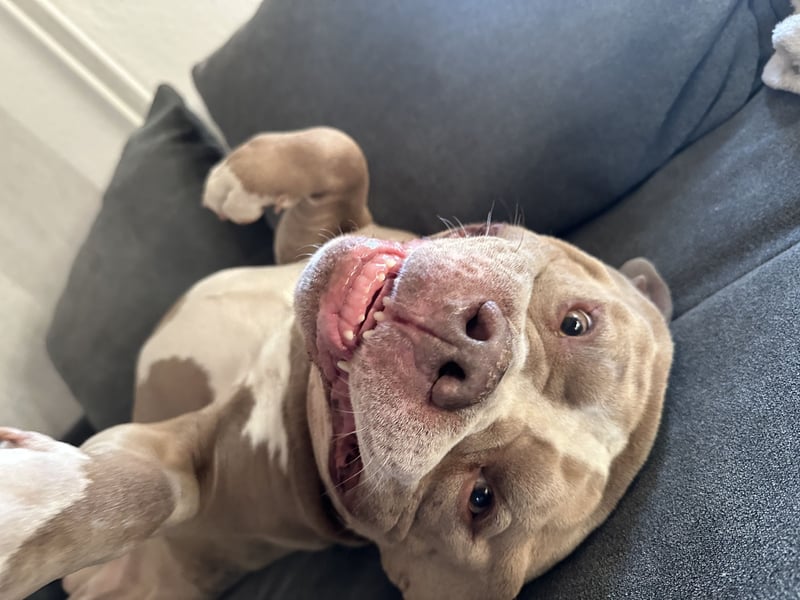 American Bully XL Rüde