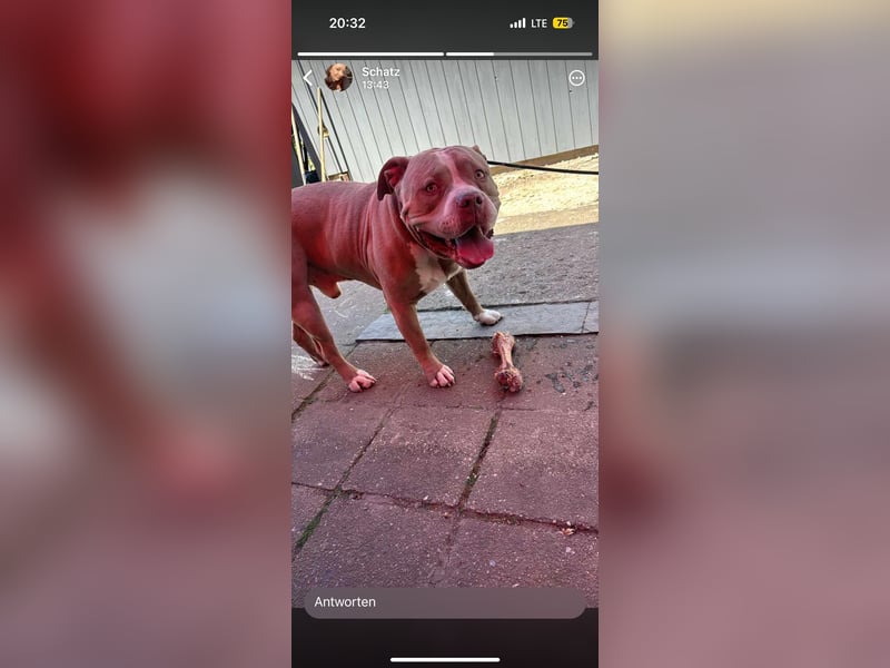 American Bully XL Rüde