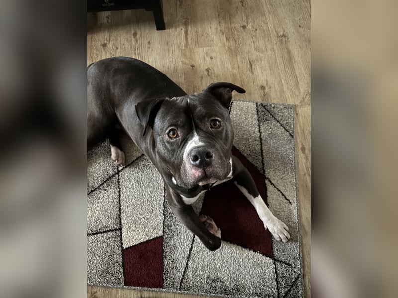 American Bully XL